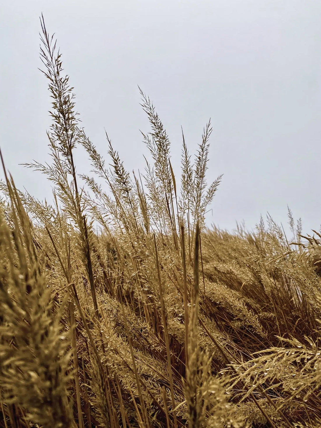Embracing Mindful Eating This Holiday Season