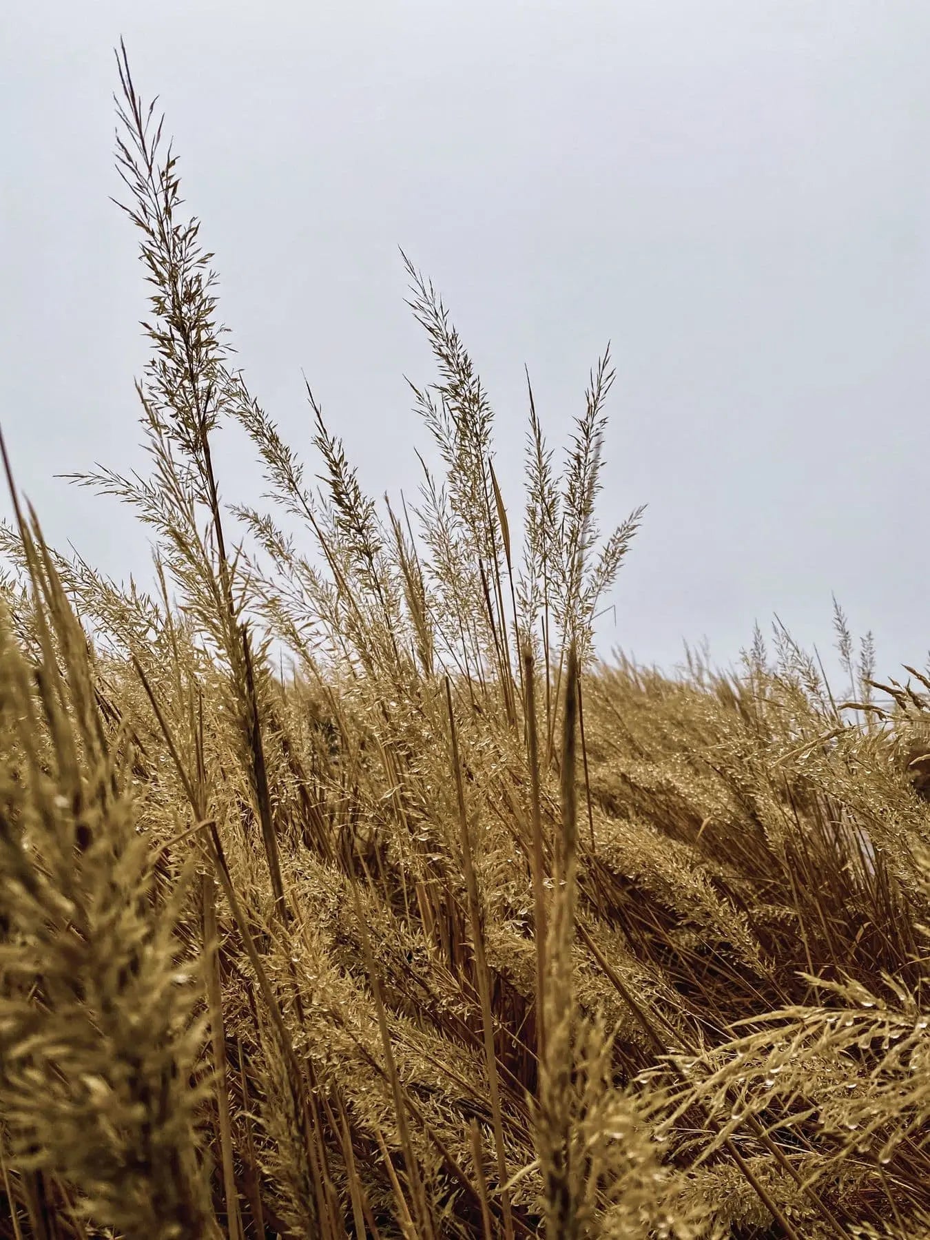 Embracing Mindful Eating This Holiday Season