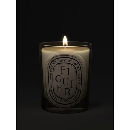Figuier Bougie
