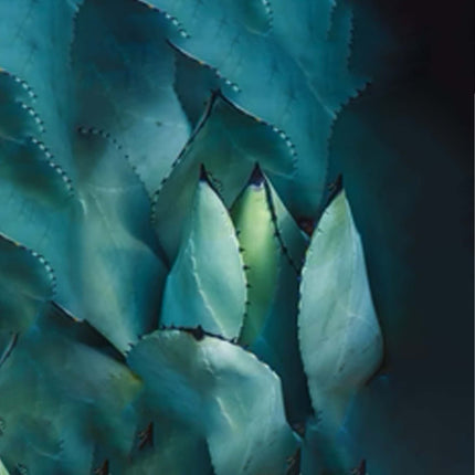 Soin Hydratant Aux Cellules Souches D'Agave