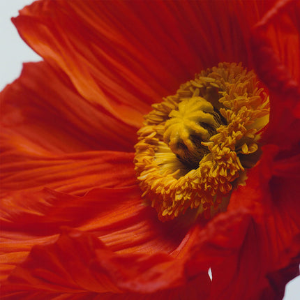 Coquelicot écarlate Cologne Intense